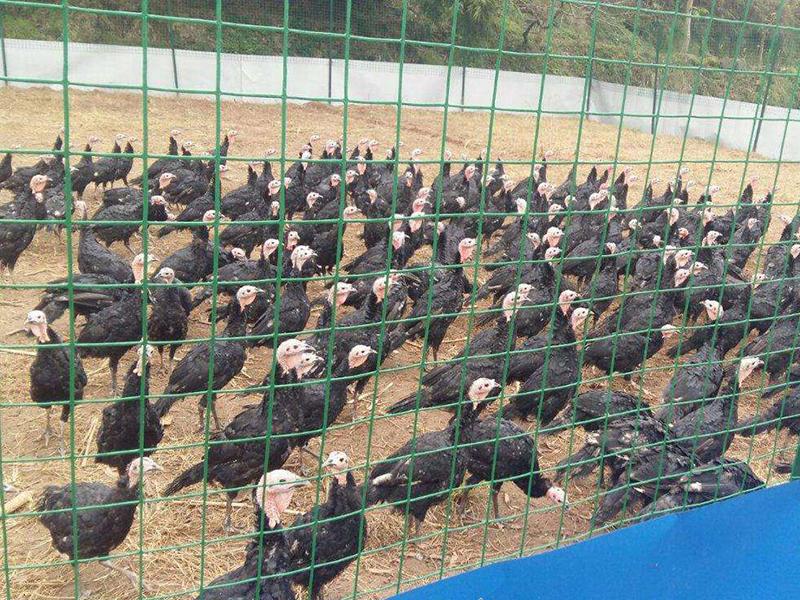 養殖護欄網 養殖護欄網